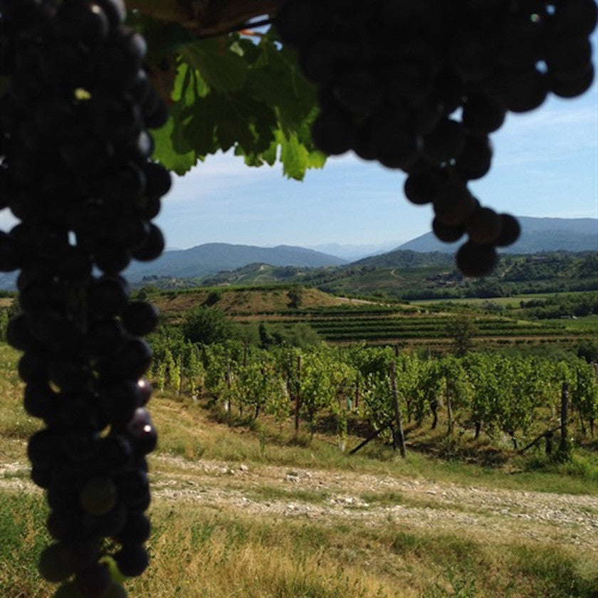 Vignaioli Specogna
